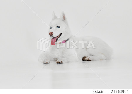 Happy White Husky with Tongue Out Happy White Husky with Tongue Out 121363994
