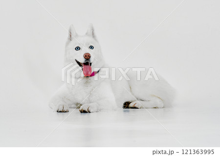 Happy White Husky with Pink Tongue Out Happy White Husky with Pink Tongue Out 121363995