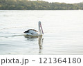 川に浮かぶ優雅なペリカン 121364180