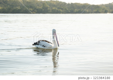 川に浮かぶ優雅なペリカン 川に浮かぶ優雅なペリカン 121364180