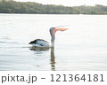 川に浮かぶ優雅なペリカン 121364181