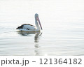 川に浮かぶ優雅なペリカン 121364182