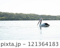 川に浮かぶ優雅なペリカン 121364183