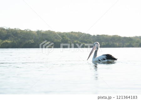 川に浮かぶ優雅なペリカン 121364183