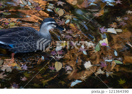 冬の日本庭園の池で羽を休めるカモ 121364390