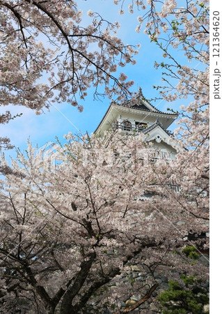 長浜城 満開桜の美しさ 121364620