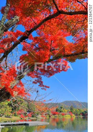 【京都府】シンメトリーな紅葉の大覚寺(大沢池) 【京都府】シンメトリーな紅葉の大覚寺(大沢池) 121364707