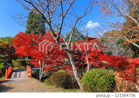 【京都府】快晴の大覚寺の大沢池の紅葉 121364736