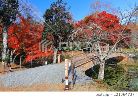 【京都府】快晴の大覚寺の大沢池の紅葉 【京都府】快晴の大覚寺の大沢池の紅葉 121364737