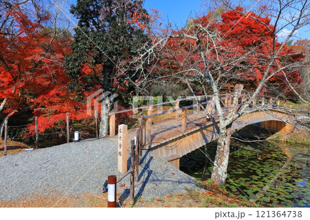 【京都府】快晴の大覚寺の大沢池の紅葉 121364738