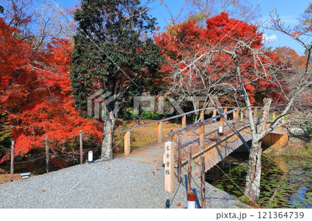 【京都府】快晴の大覚寺の大沢池の紅葉 121364739