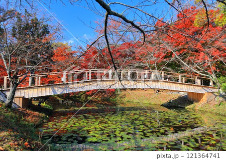 【京都府】快晴の大覚寺の大沢池の紅葉 121364741