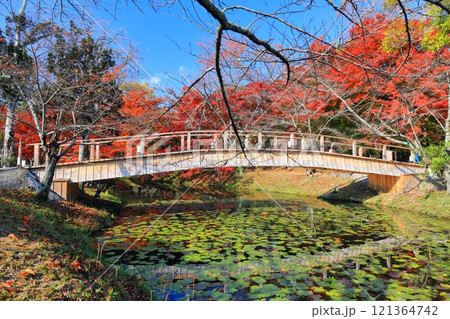 【京都府】快晴の大覚寺の大沢池の紅葉 121364742