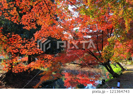 【京都府】快晴の大覚寺の大沢池の紅葉 121364743