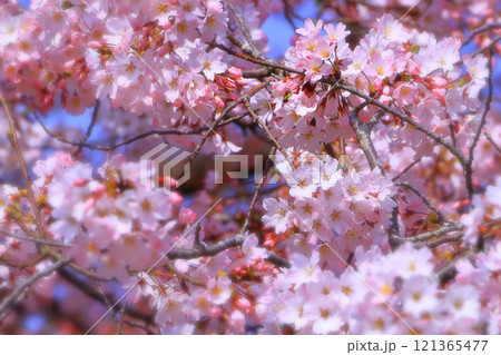 満開の美しい江戸彼岸桜 121365477