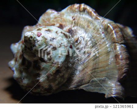 夜光貝の貝殻 121365961