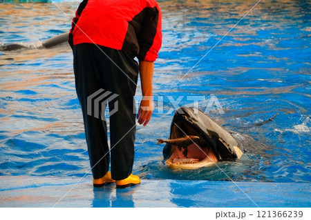 名古屋港水族館のシャチ 121366239