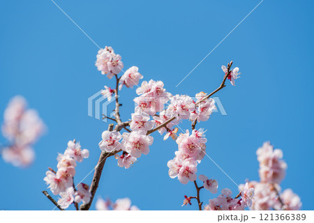 青空と満開の梅の花 121366389