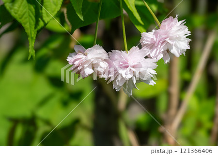 陽を浴びる剣折戸菊桜 121366406