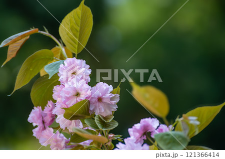 日陰に咲く剣折戸菊桜 121366414