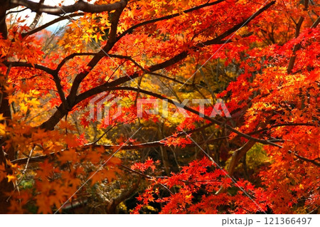 水沢のもみじ谷の紅葉 121366497