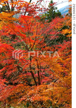 水沢のもみじ谷の紅葉 水沢のもみじ谷の紅葉 121366662