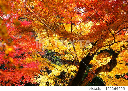 水沢のもみじ谷の紅葉 水沢のもみじ谷の紅葉 121366666