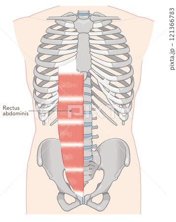腹直筋のイラスト・Rectus abdominis illustration 121366783