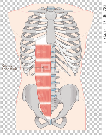 腹直筋のイラスト・Rectus abdominis illustration 121366783
