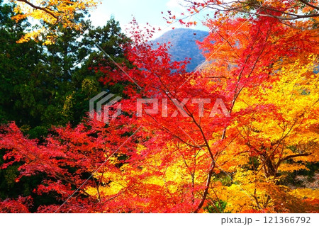 水沢のもみじ谷の紅葉 121366792