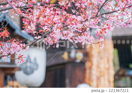 京都市東山区の太閤豊臣秀吉公を祀る春の豊国神社を撮影 121367221