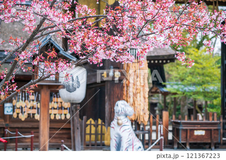 京都市東山区の太閤豊臣秀吉公を祀る春の豊国神社を撮影 121367223