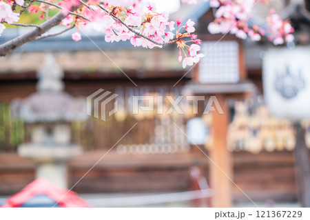 京都市東山区の太閤豊臣秀吉公を祀る春の豊国神社を撮影 121367229