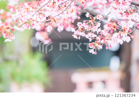 京都市東山区の太閤豊臣秀吉公を祀る春の豊国神社を撮影 121367234