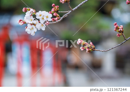 京都市東山区の太閤豊臣秀吉公を祀る春の豊国神社を撮影 121367244