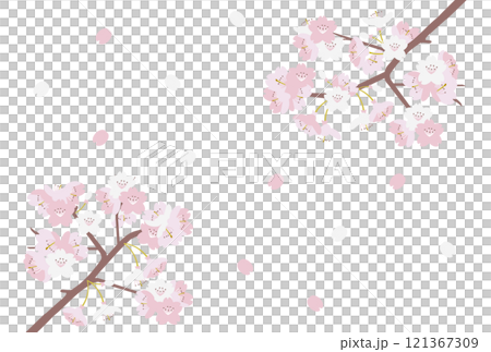 櫻花背景與舞動的花瓣 櫻花背景與舞動的花瓣 121367309