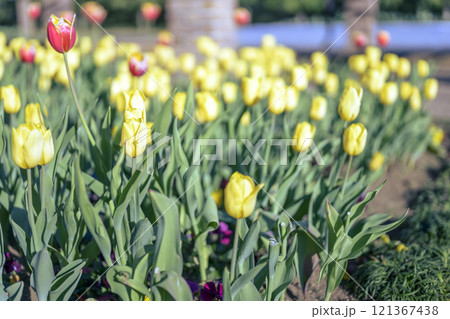 黄色いチューリップ アイスチューリップ 冬 12月 【神奈川県】 121367438