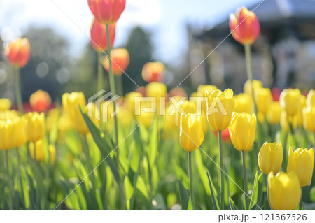 黄色いチューリップ アイスチューリップ 冬 12月 【神奈川県】 121367526