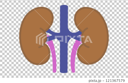 象徵腎臟的圖標，內部健康和功能的簡單表示 121367579