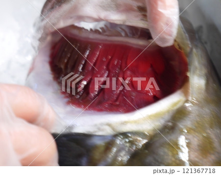 市場の中の魚屋(鱈) 市場の中の魚屋(鱈) 121367718