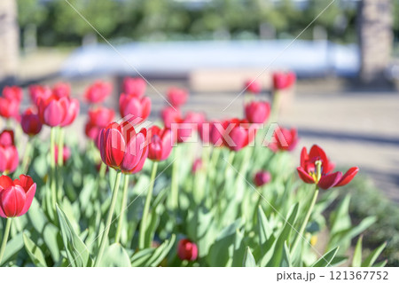 赤いチューリップ アイスチューリップ 冬 12月 【神奈川県】 121367752