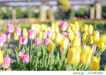 ピンクと黄色のチューリップ畑 アイスチューリップ 冬 12月 【神奈川県】 121367881