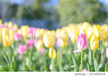 ピンクと黄色のチューリップ畑 アイスチューリップ 冬 12月 【神奈川県】 ピンクと黄色のチューリップ畑 アイスチューリップ 冬 12月 【神奈川県】 121368104