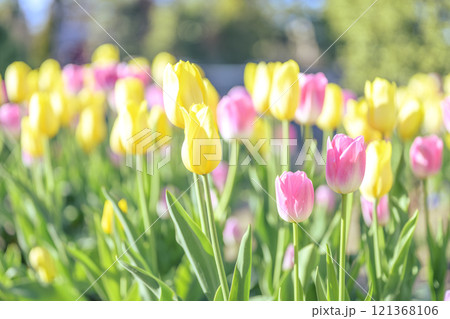ピンクと黄色のチューリップ畑 アイスチューリップ 冬 12月 【神奈川県】 121368106