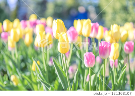 ピンクと黄色のチューリップ畑 アイスチューリップ 冬 12月 【神奈川県】 121368107