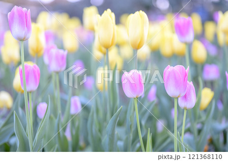 ピンクと黄色のチューリップ畑 アイスチューリップ 冬 12月 【神奈川県】 ピンクと黄色のチューリップ畑 アイスチューリップ 冬 12月 【神奈川県】 121368110
