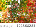 【カエデ】秋にirotod鮮やかに輝く色とりどりの楓【紅葉】 121368283