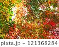 【カエデ】秋にirotod鮮やかに輝く色とりどりの楓【紅葉】 121368284