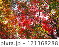 【カエデ】秋にirotod鮮やかに輝く色とりどりの楓【紅葉】 121368288