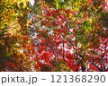 【カエデ】秋にirotod鮮やかに輝く色とりどりの楓【紅葉】 121368290
